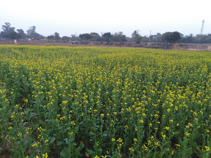 yellow love ?
