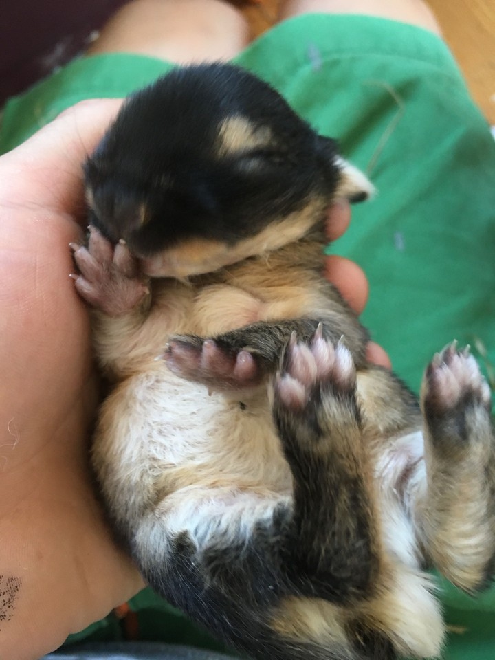 Hasenbabys