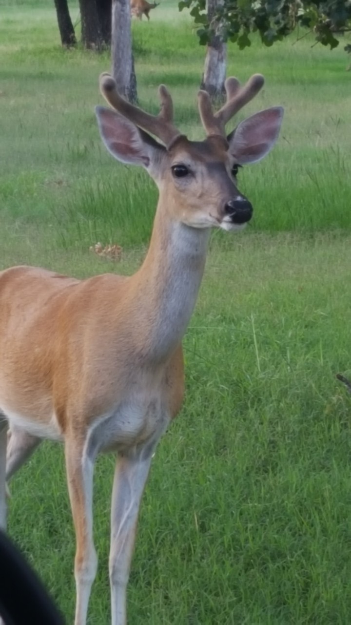 Stately young buck