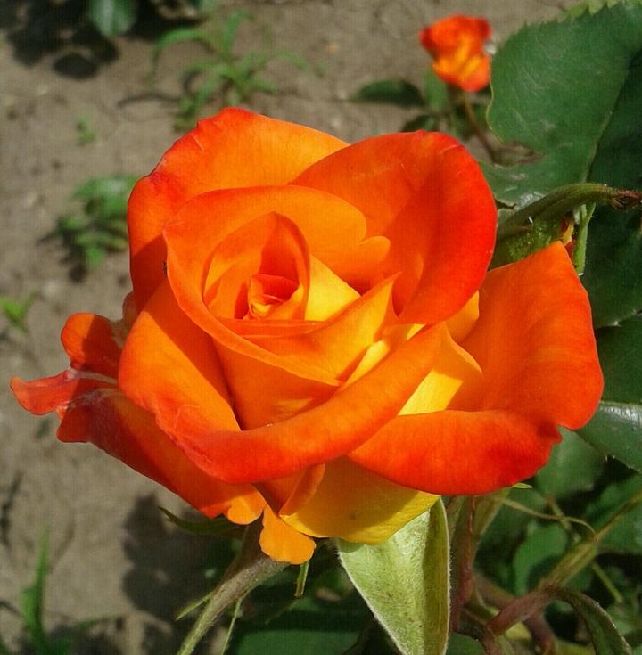 Orange Rose, Mariupol, Ukraine.