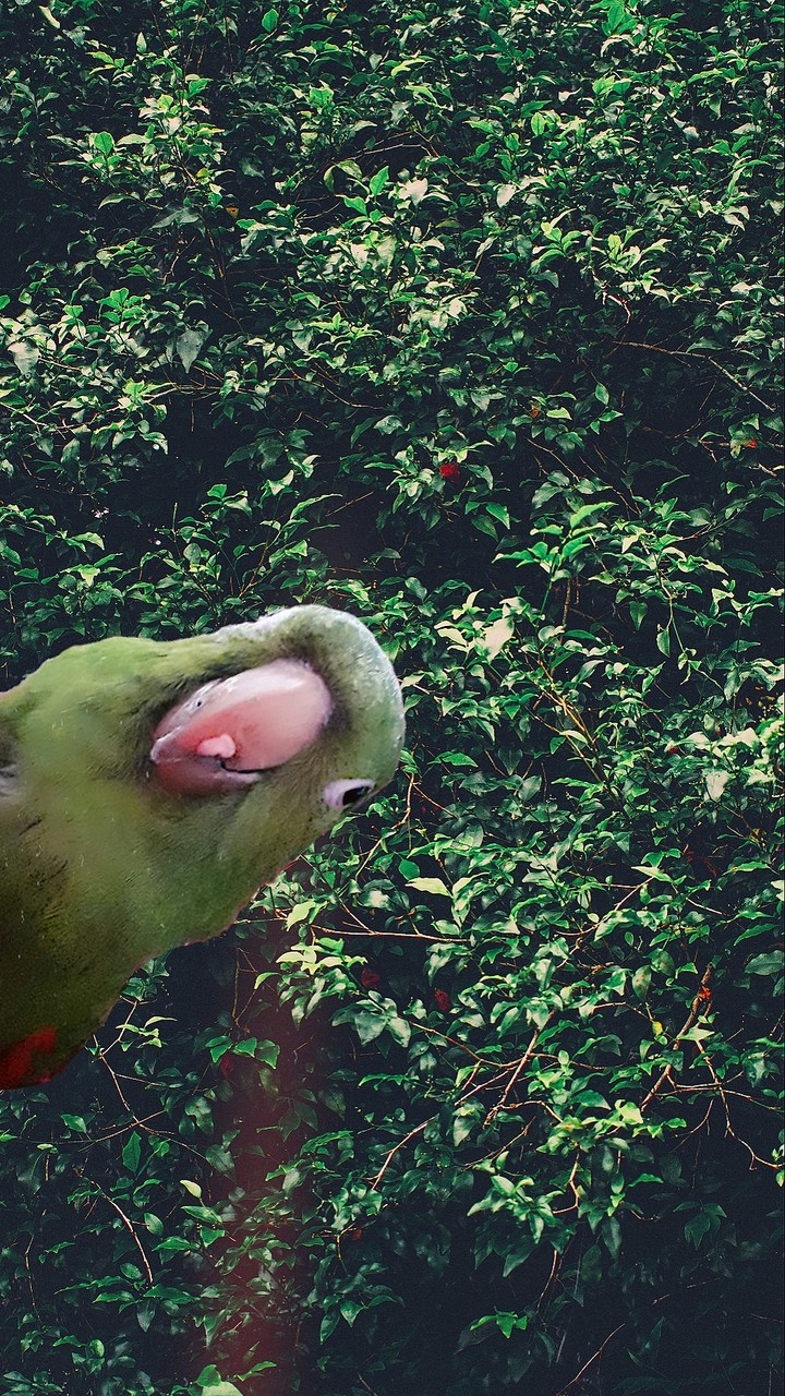 Bird