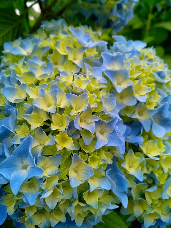flowers ❤