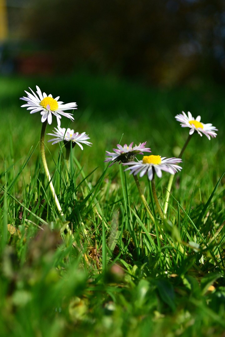 Daisy