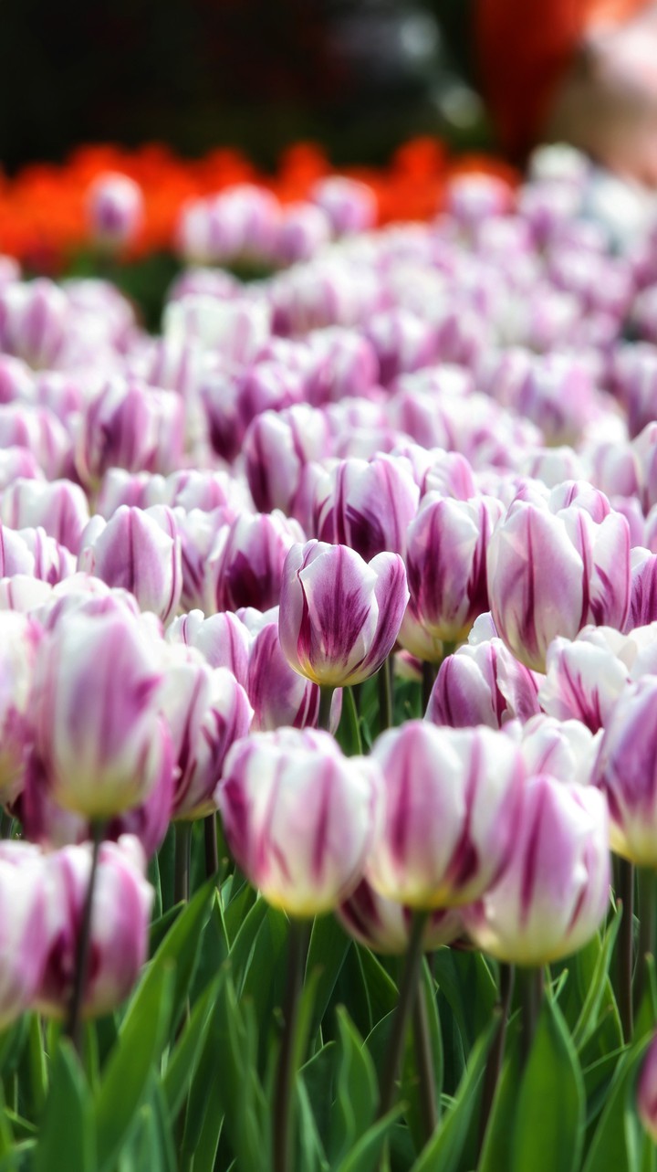 tulip
