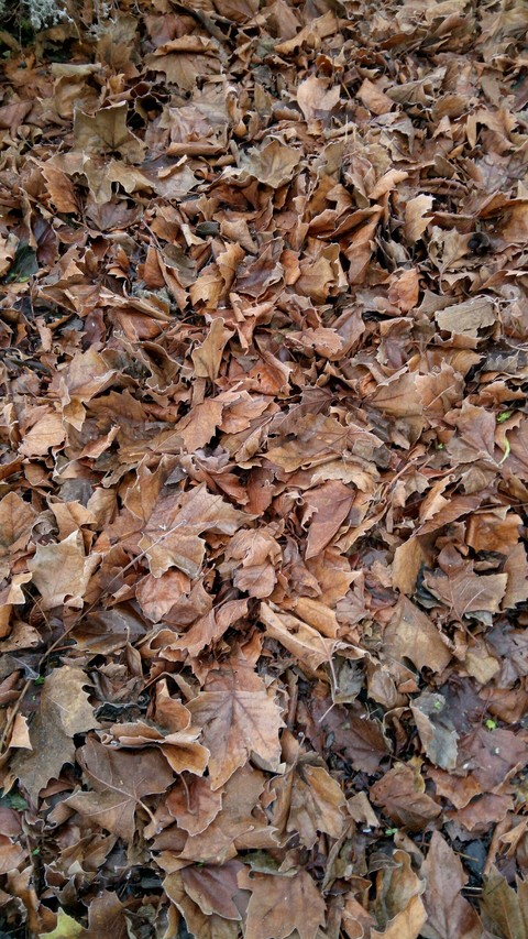 leaves