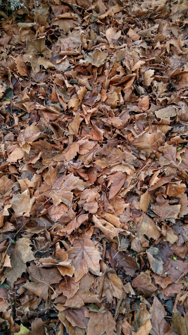 leaves