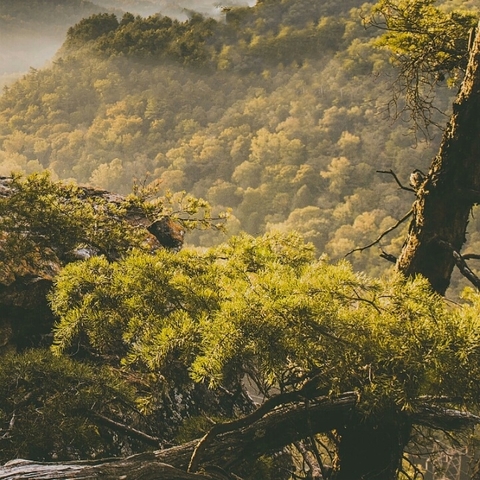 Forest