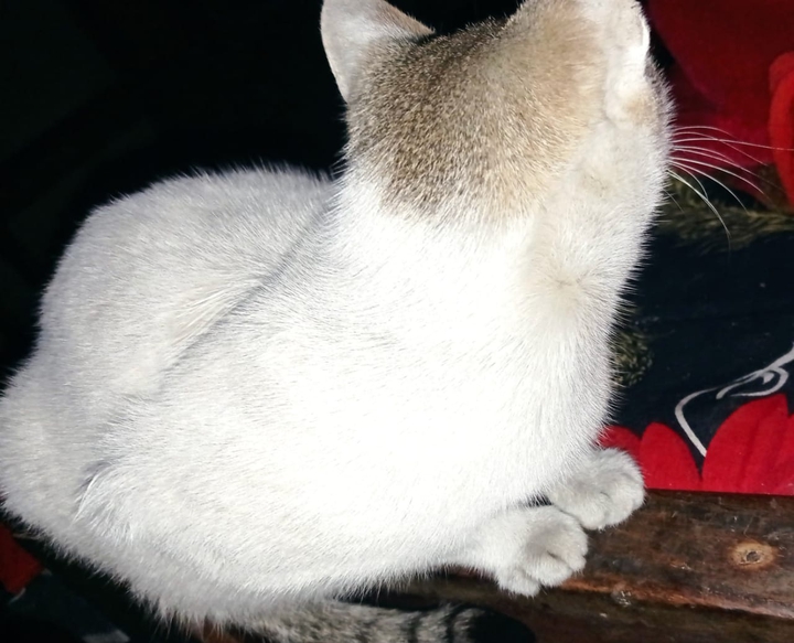 White cat