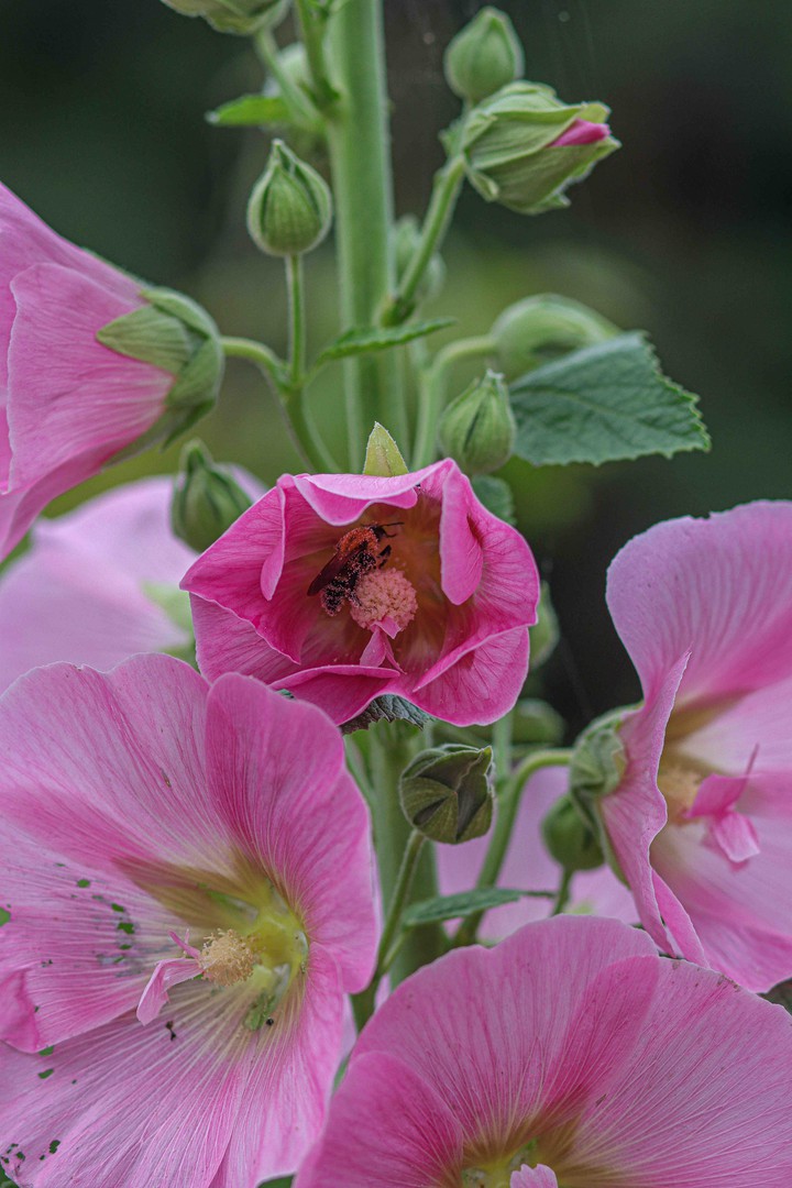BEE