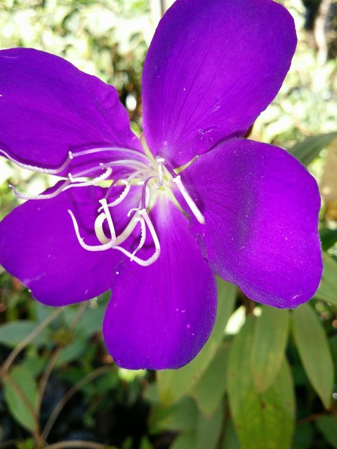 Krishna Flower