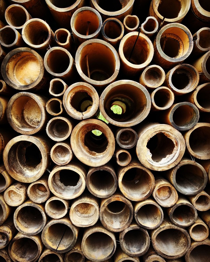 Bamboo