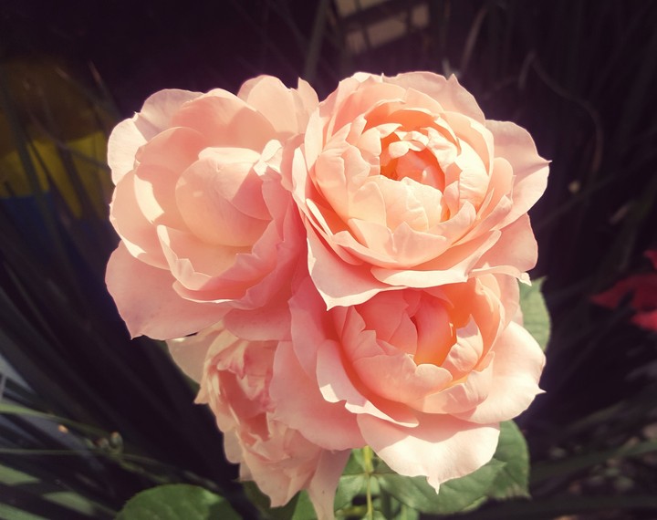 flowers