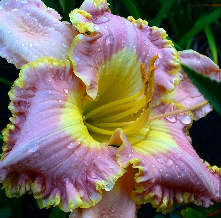 gladiolus