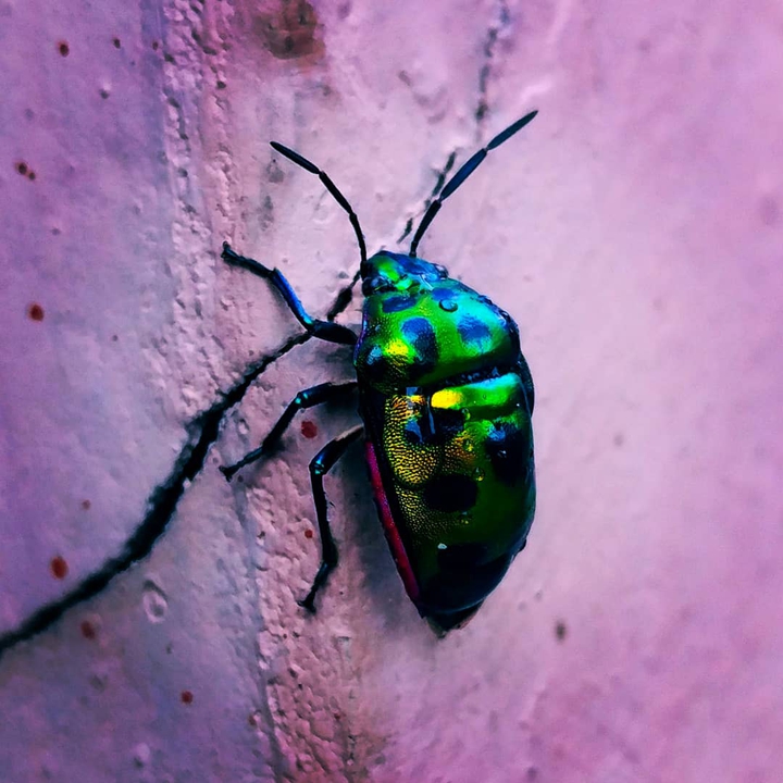 Bug