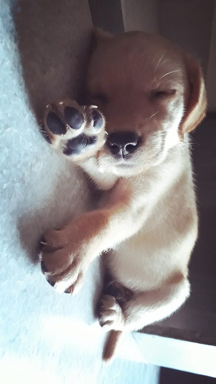 puppy