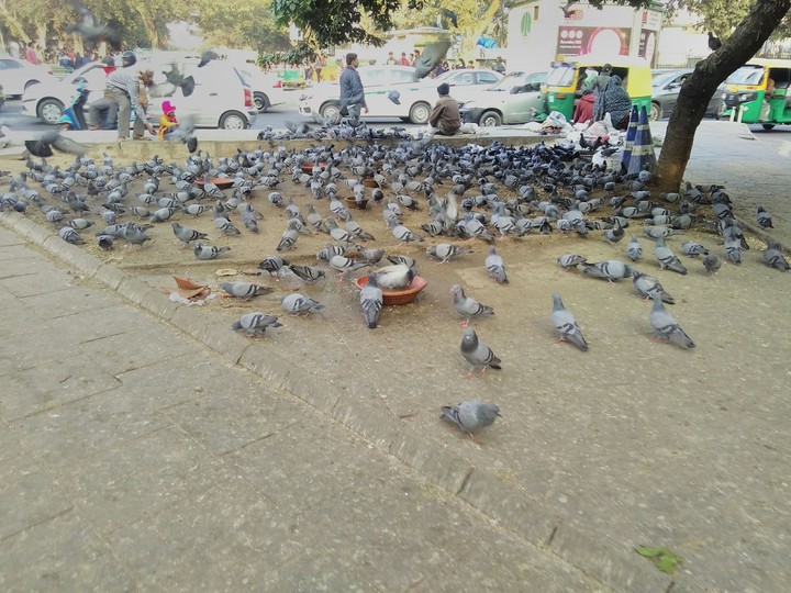 pigeons