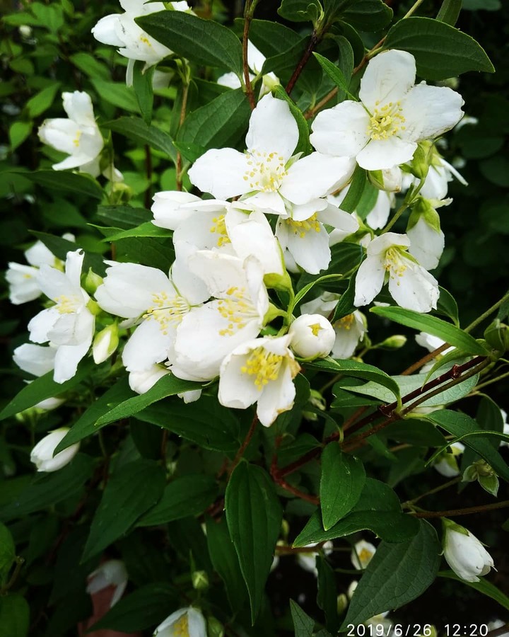 Jasmine