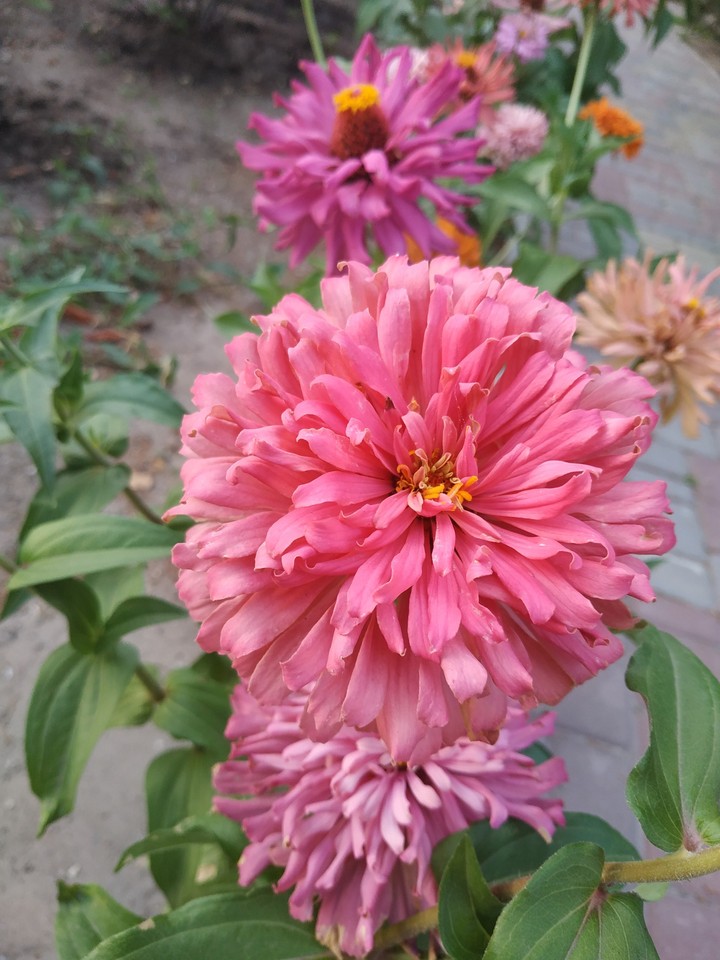 flowers