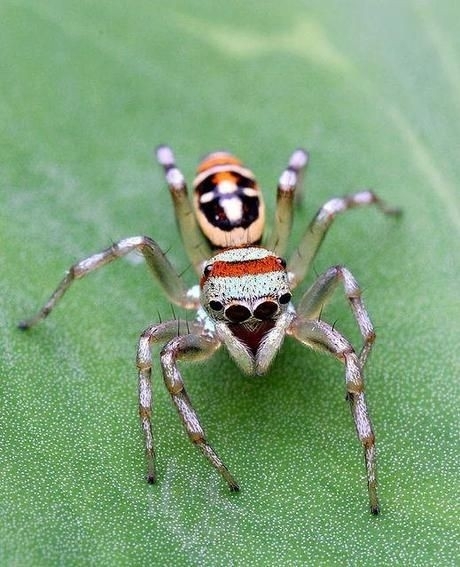 aranhas