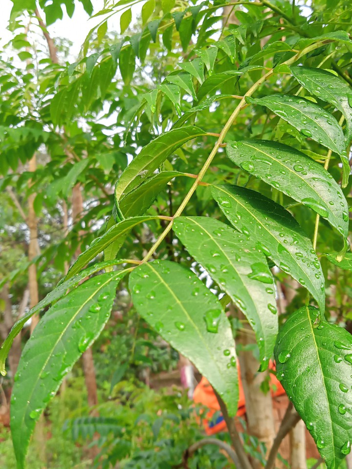 curry leaves