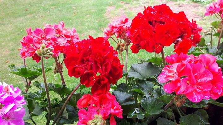 Blüten Pracht