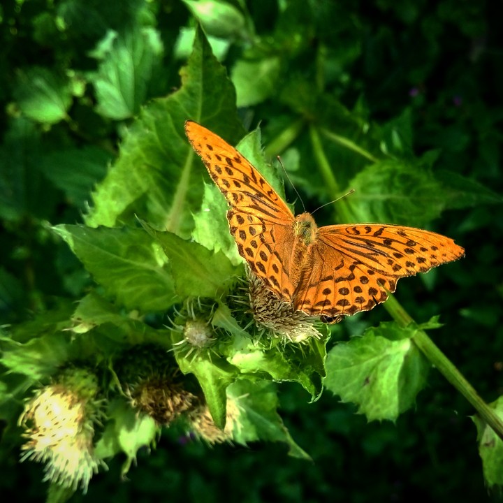 Butterfly
