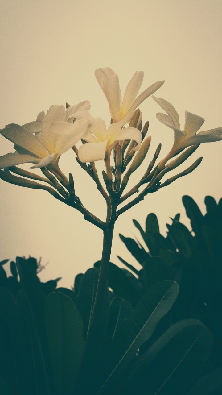 whiteflower