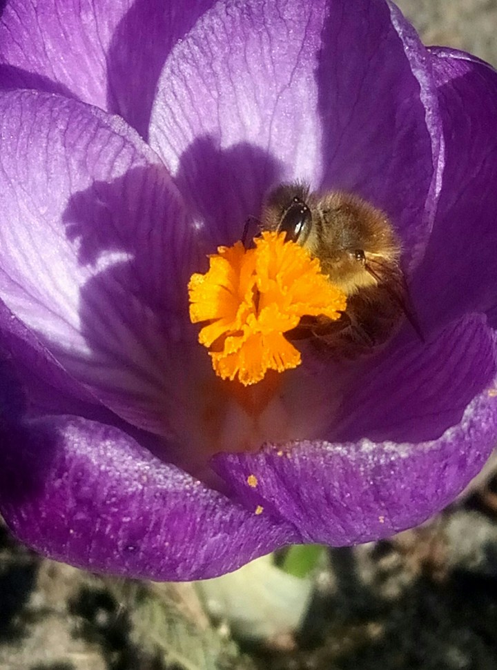 ..spring..visitor...