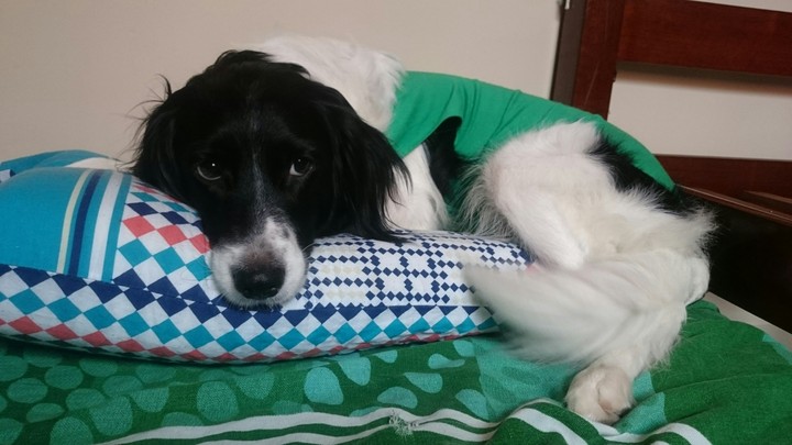 Nina Cachorro