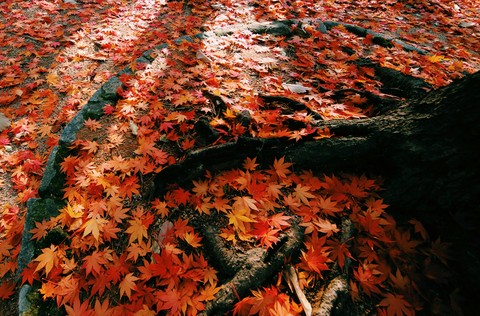 가을.단풍.낙엽.autumn.leaves