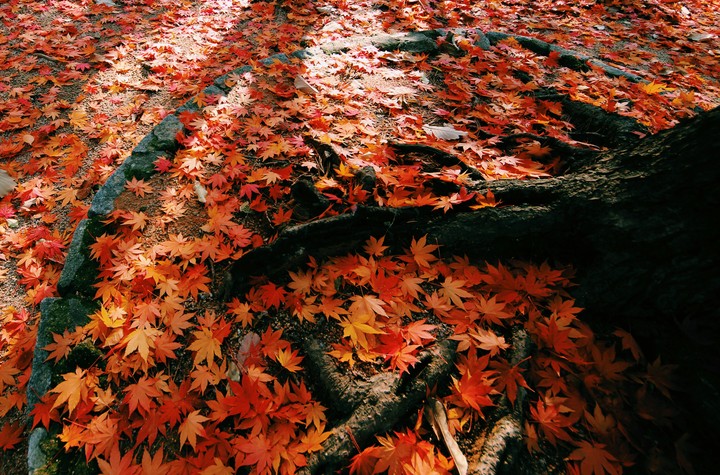 가을.단풍.낙엽.autumn.leaves