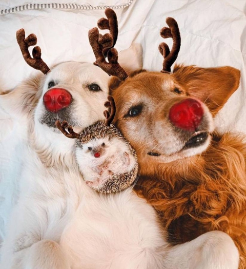 dogs