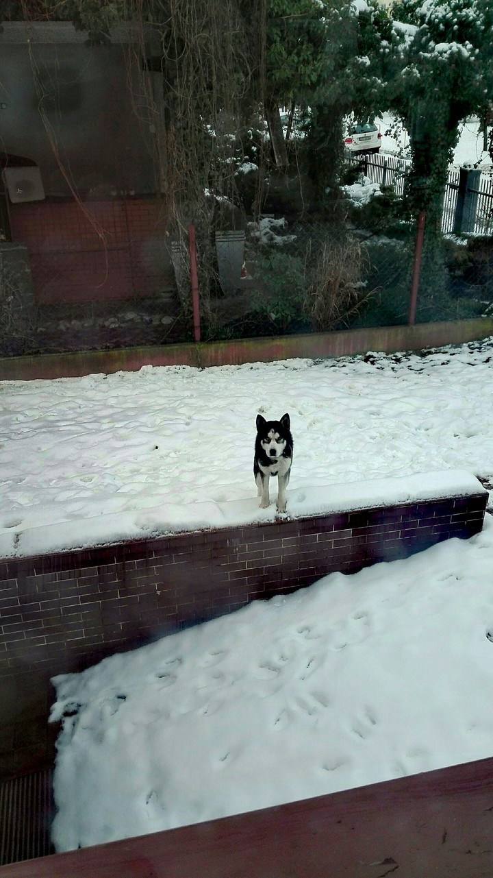 husky