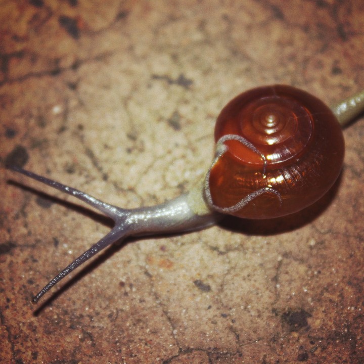Tiny Visitor