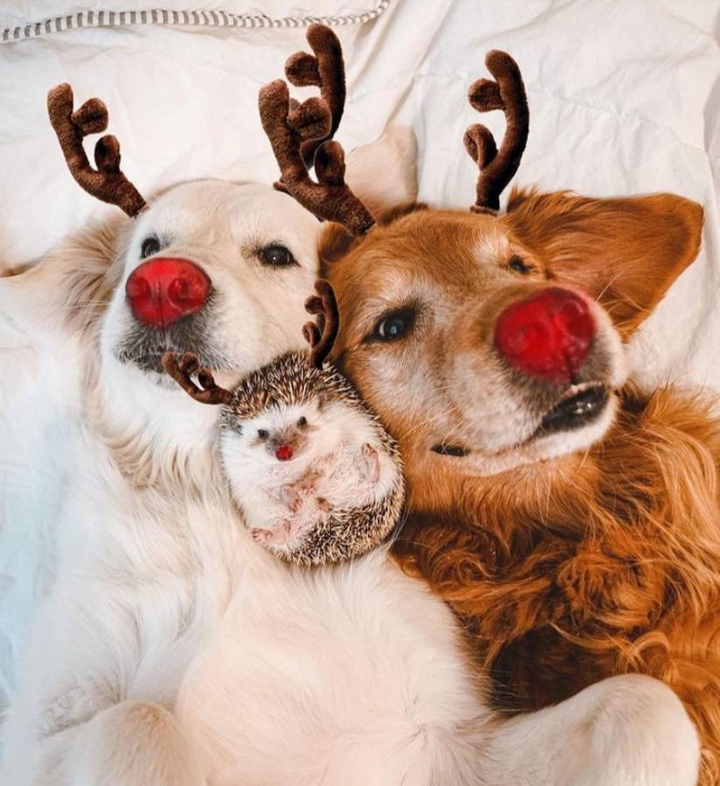 dogs