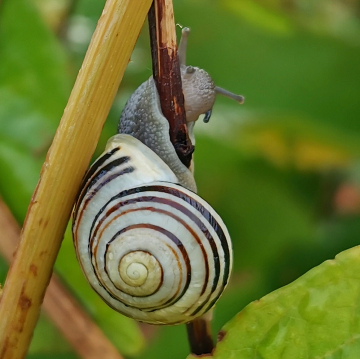 slug