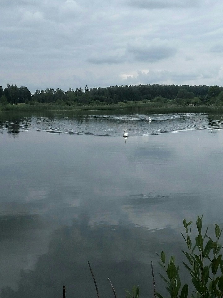 Лебеди нашего озера