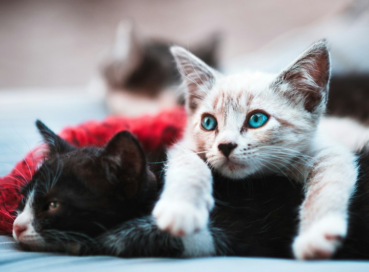 kitties...##