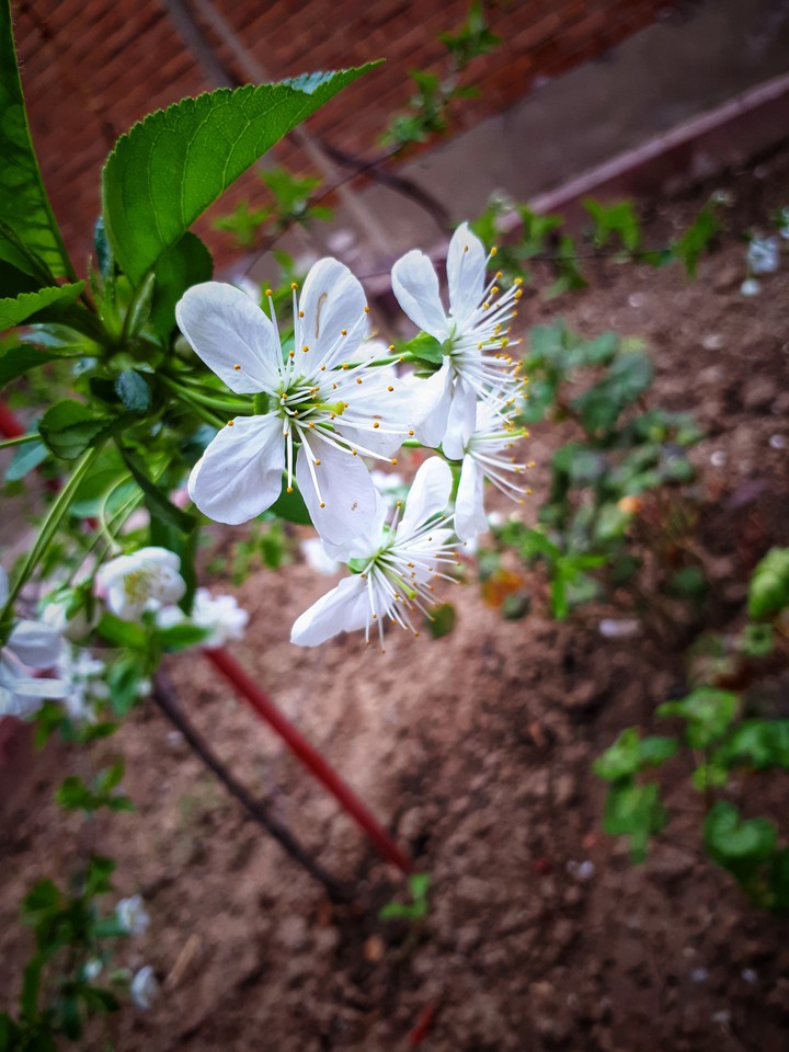 Spring On The Way