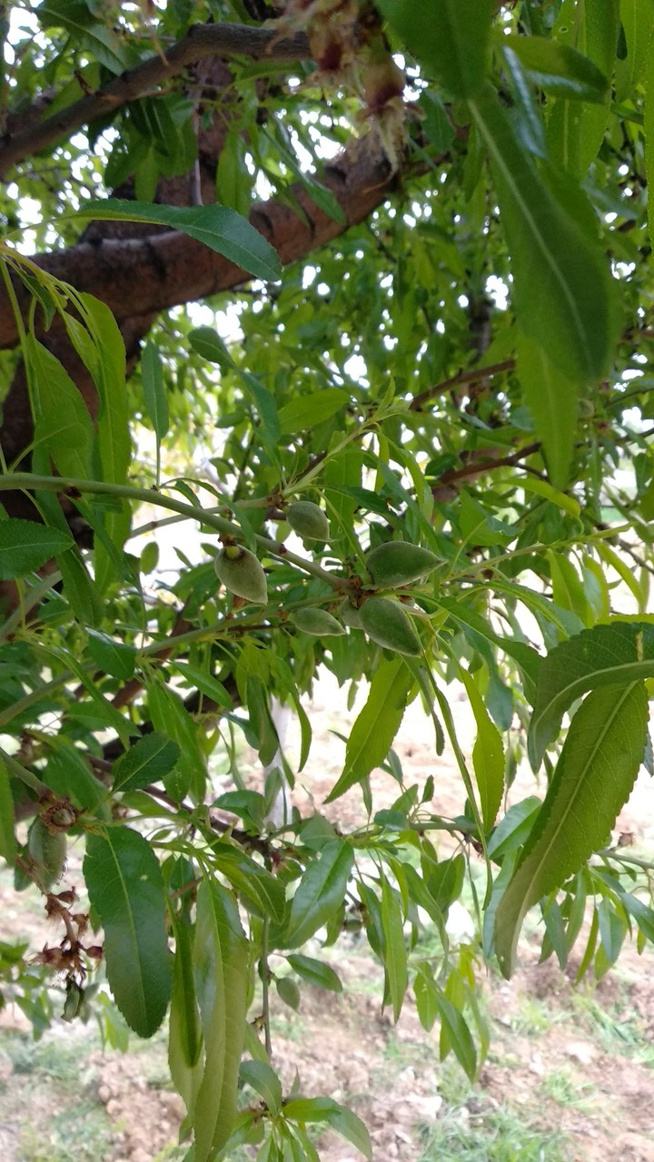 fruit