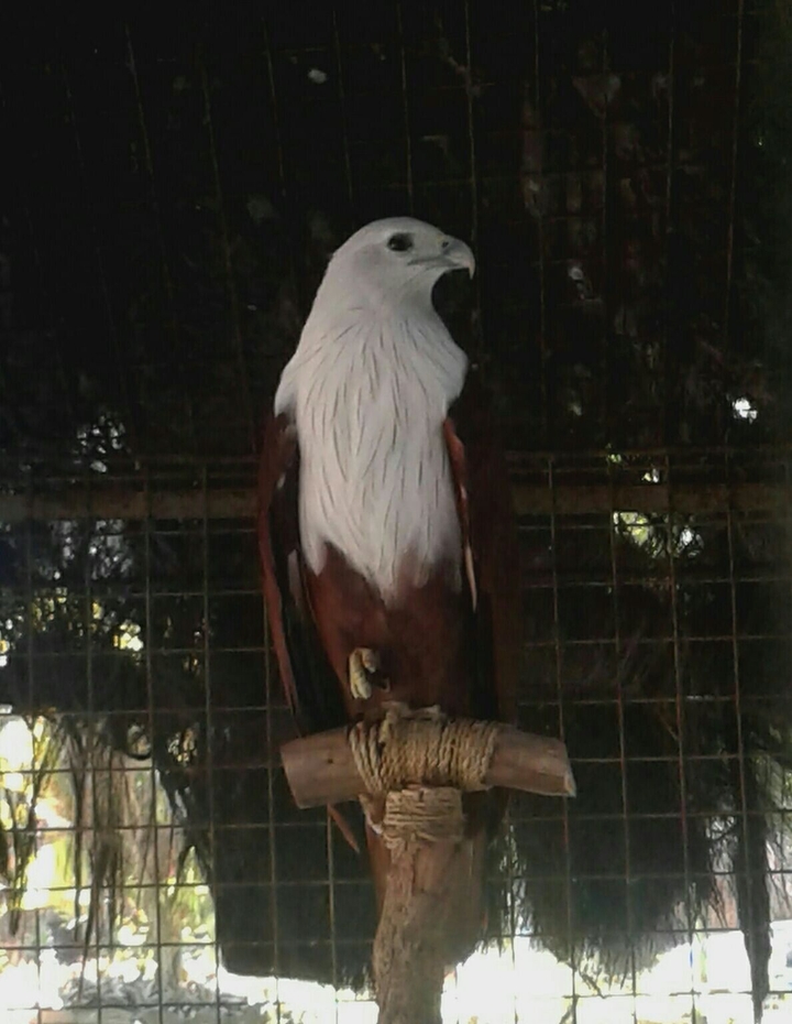 eagle