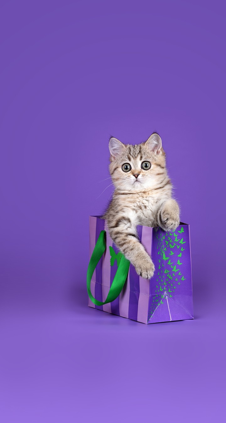Sweet cat