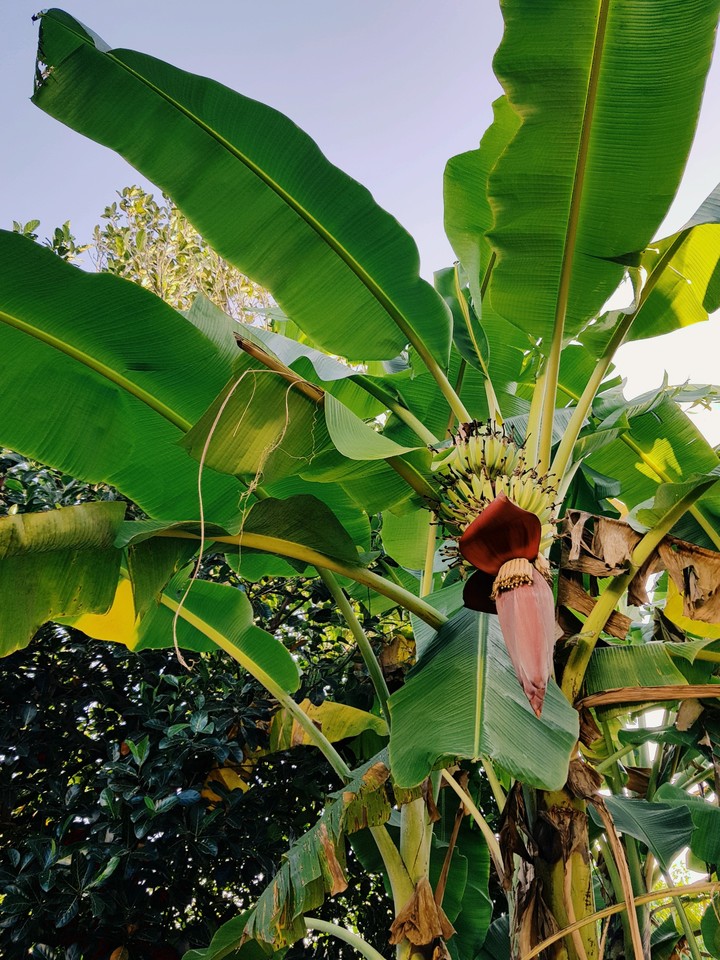 Banana trees