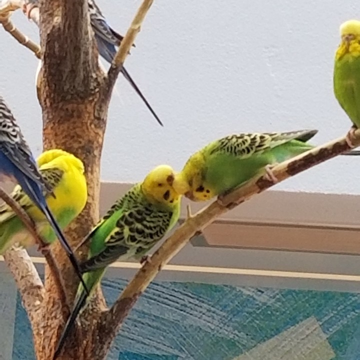 Parakeet love