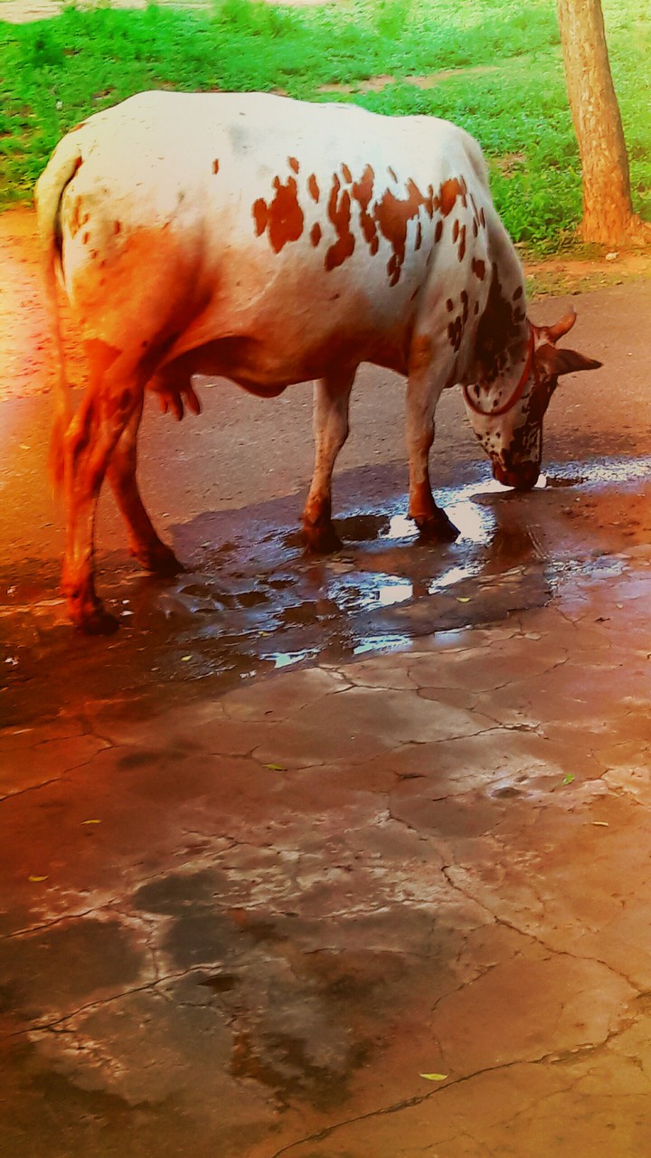 " Komatha "