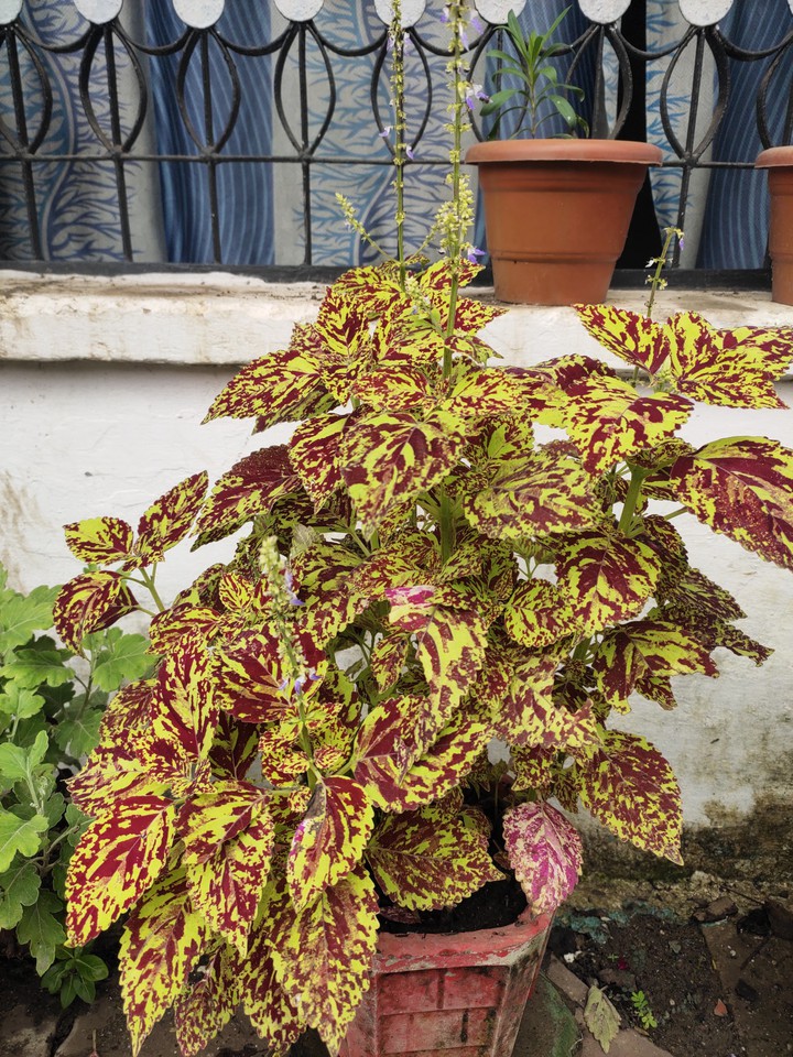 leaves
