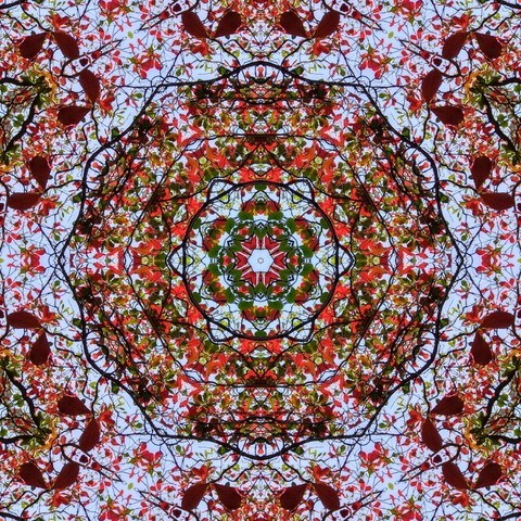 kaleidoscope of autumn leaves