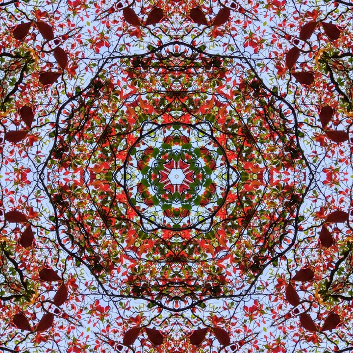 kaleidoscope of autumn leaves