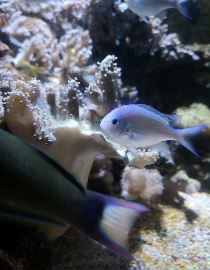 fish