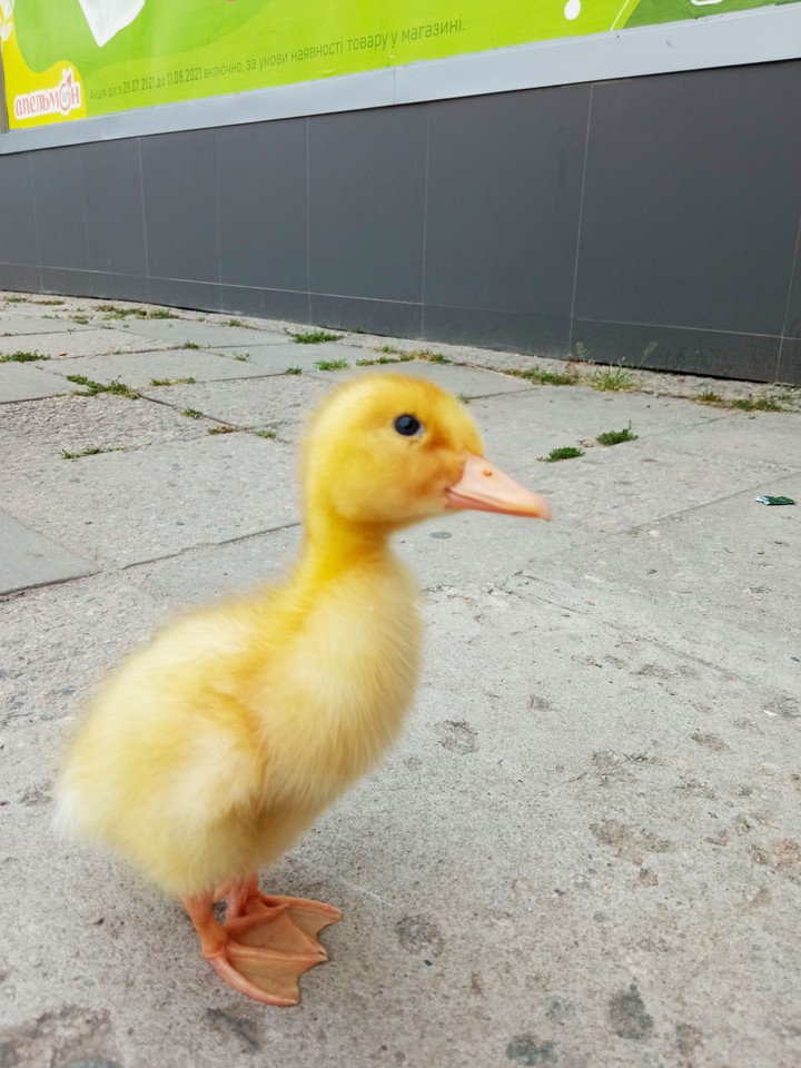 duckling